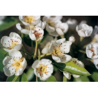 Pyrus calleryana'Redspire' 