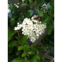 Pyracantha'Golden Charmer' 