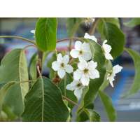 Pyrus betulifolia 
