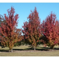 Pyrus calleryana'Capital' 