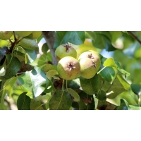 Pyrus calleryana'Chanticleer' 