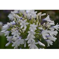 Agapanthus'Queen Mum' 
