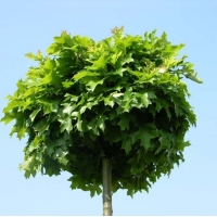 Quercus palustris'Green Dwarf' 