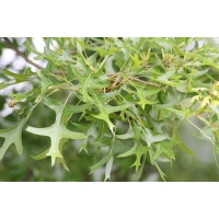 Quercus palustris 