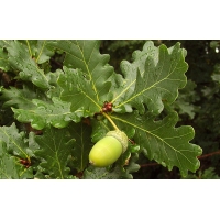 Quercus robur 