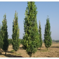 Quercus robur'Fastigiata koster 