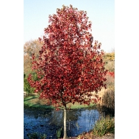 Liquidambar styraciflua'Palo Alto' 