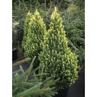 Picea glauca'Rainbow's End' 