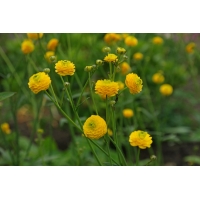 Ranunculus acris'Multiplex'
