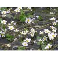 Ranunculus aquatilis 