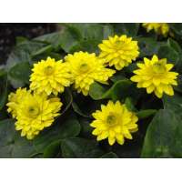 Ranunculus ficaria'Flore-plena'