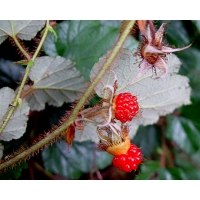 Rubus tricolor 