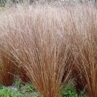 Carex buchananii