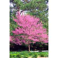 Cercis canadensis'Carolina Sweetheart' 