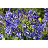 Agapanthus'Regal Beauty' 