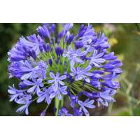Agapanthus'Regal Beauty' 
