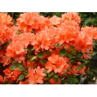 Azalea japonica'Rex' 