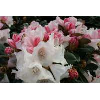 Rhododendron'Queen Bee' 