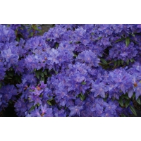 Rhododendron'Luisella' 
