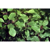 Rhamnus frangula 