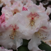 Rhododendron'Dr.Rieger' 
