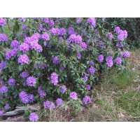 Rhododendron'Gristede' 