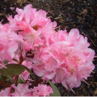 Rhododendron'Anna Balsiefen' 