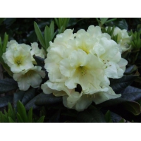 Rhododendron'Banana Flip' 