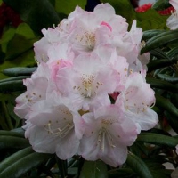 Rhododendron'Yaku Angel' 