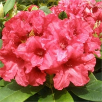 Rhododendron yakushimanum'Dopey' 
