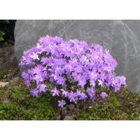 Rhododendron impeditum 