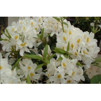 Rhododendron'Madame Masson' 