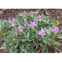 Rhododendron ponticum'Variegatum' 