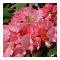 Rhododendron yalushimanum'Sweet Sue' 