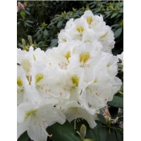 Rhododendron yakushimanum'Porzellan' 