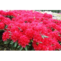 Rhododendron'Berliner Liebe' 