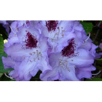 Rhododendron'Blue Peter' 