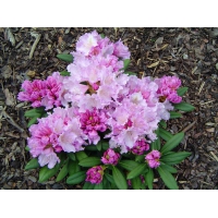 Rhododendron yakushimanum'Caroline Allbrook' 
