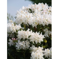 Rhododendron'Cunningham White' 