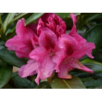 Rhododendron'Delta' 