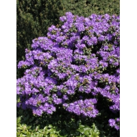 Rhododendron'Gletschernacht' 
