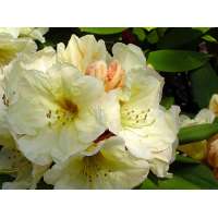 Rhododendron'Ehrengold' 
