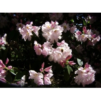 Rhododendron'Gomer Waterer' 