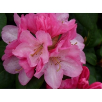 Rhododendron yakushimanum'Kalinka' 