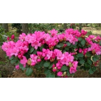 Rhododendron'Marie Forte' 