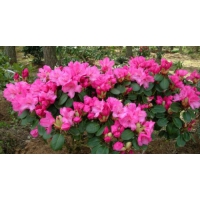 Rhododendron'Marie Fortier' 