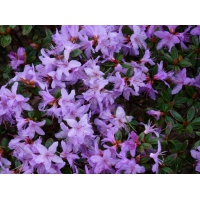 Rhododendron'Moerheim' 