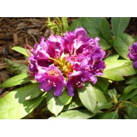Rhododendron'Rasputin' 