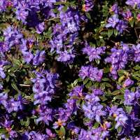 Rhododendron'Saint Merryn' 