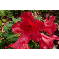 Rhododendron'Scarlet Wonder' 